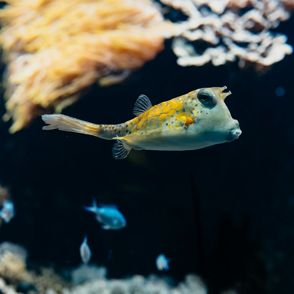 Аквариум Большого Лиона - Aquarium du Grand Lyon