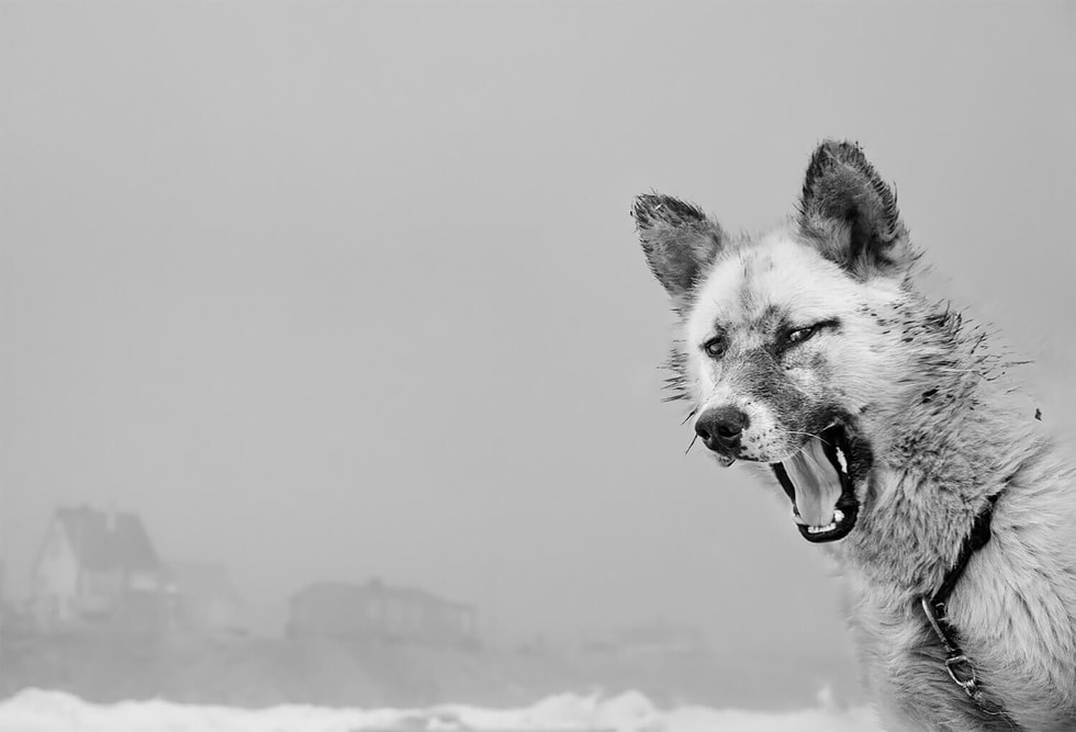 Arctic Heroes – Untold Stories - Felleshus / Nordic Embassies Berlin