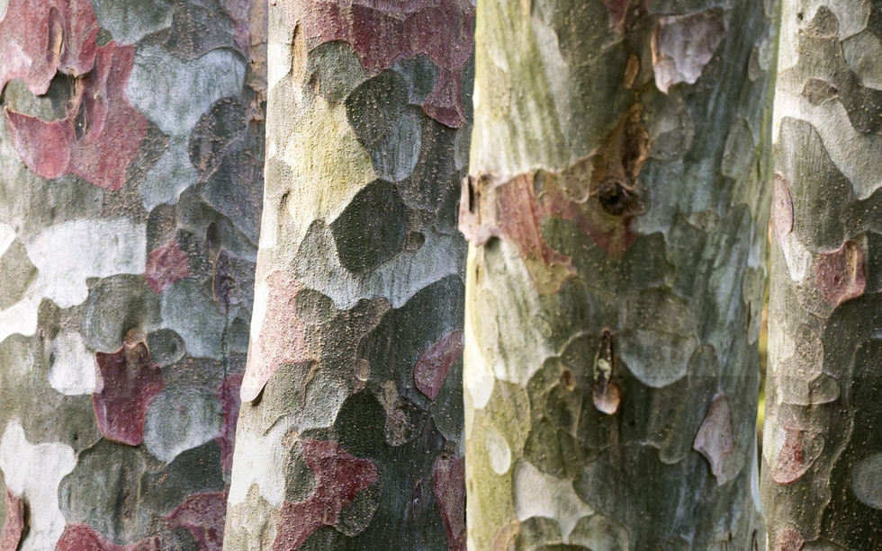 Conchas - Arboretum de Paris