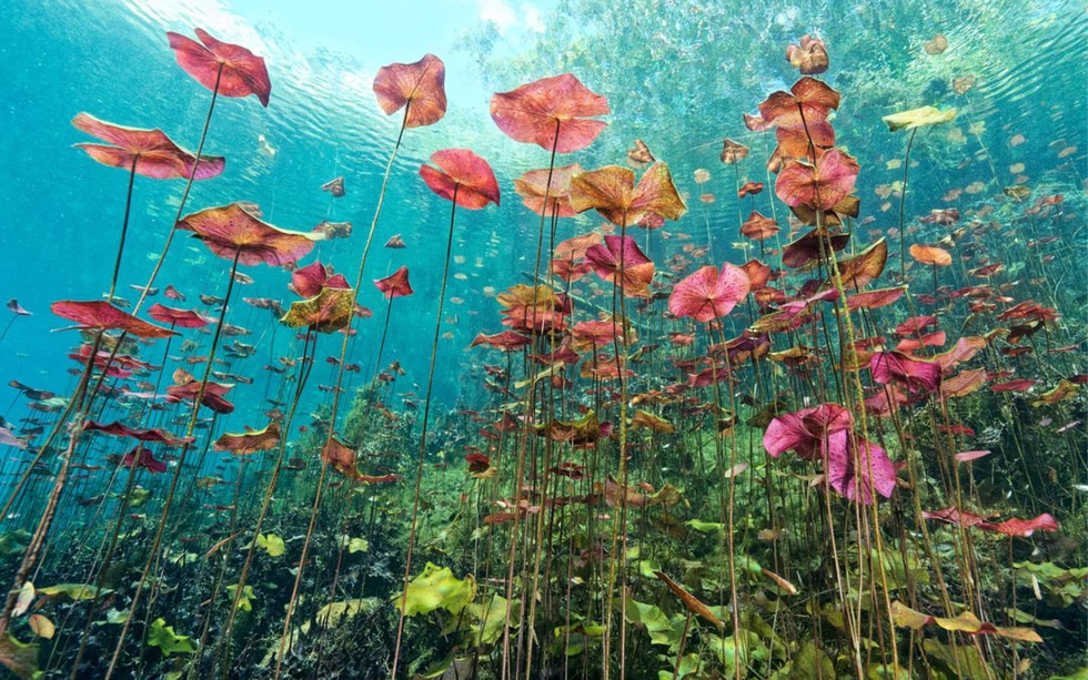 Colores submarinos - Bibliothèque Aimé Césaire