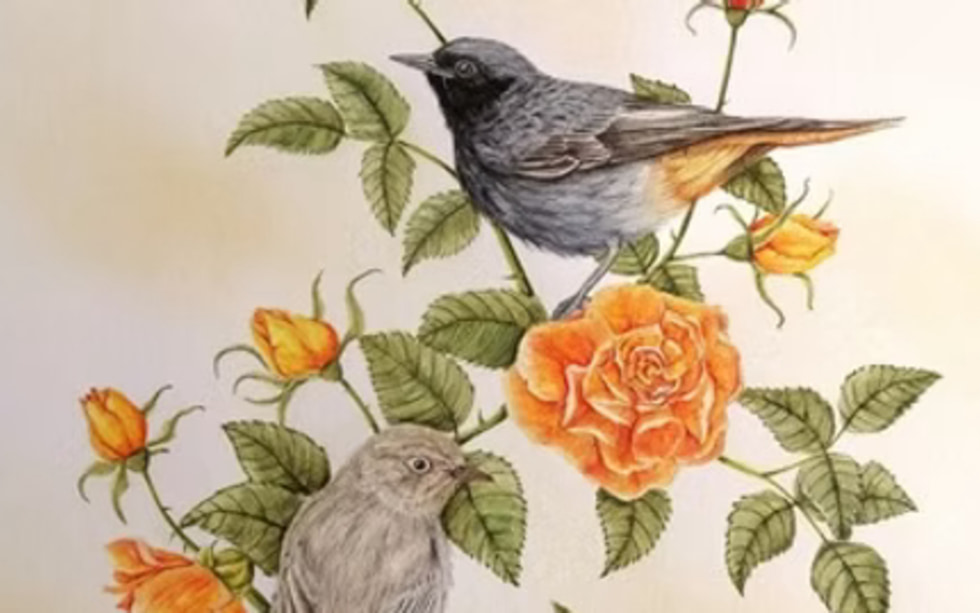 Portraits of Birds by Maxime Beck - Jardin Junot